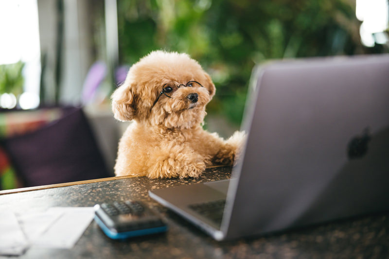 建設業許可 書類作成, 建設業許可 スケジュール, 許可申請 流れ, 建設業許可 行政書士, 東京都 建設業申請手順